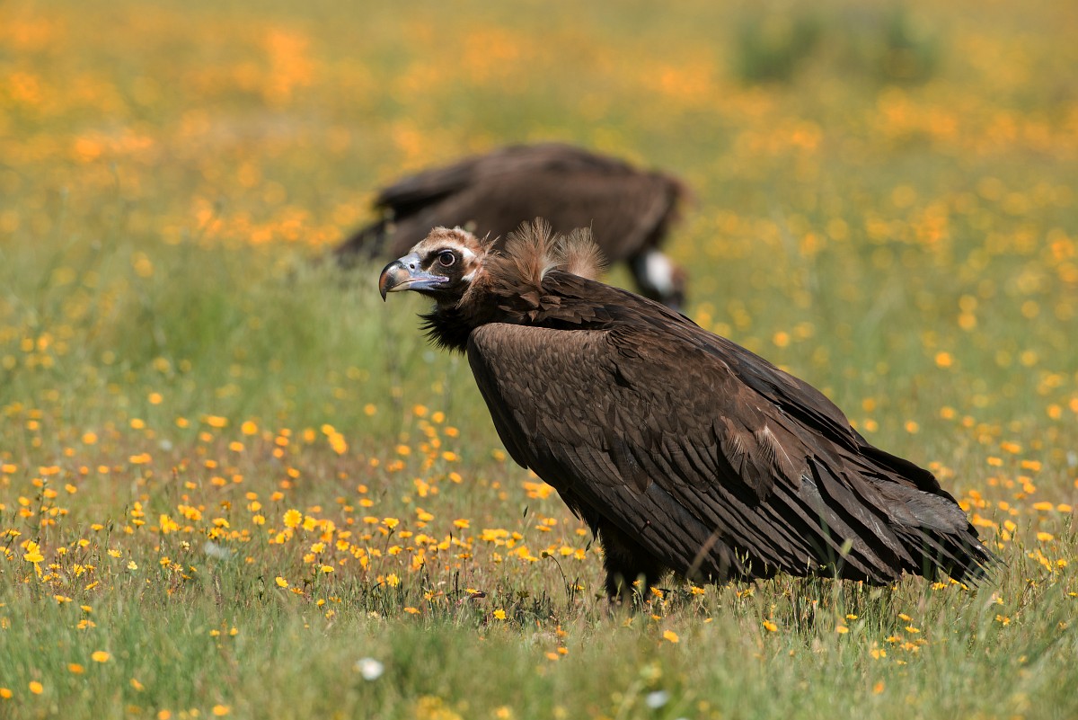 Aegypius monachus, Monk Vulture
